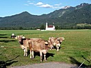 Kühe vor der Kirche St. Coloman