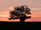 Baum im Abendlicht