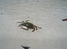 Krabbe am Strand von Santa Giulia