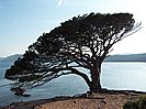 Baum am Strand