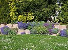 Die Blumen in Nachbars Garten