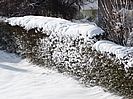 Schnee im lebendigen Zaun